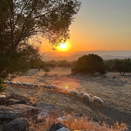 Su Saucu Villa Dorgali Bagian luar foto