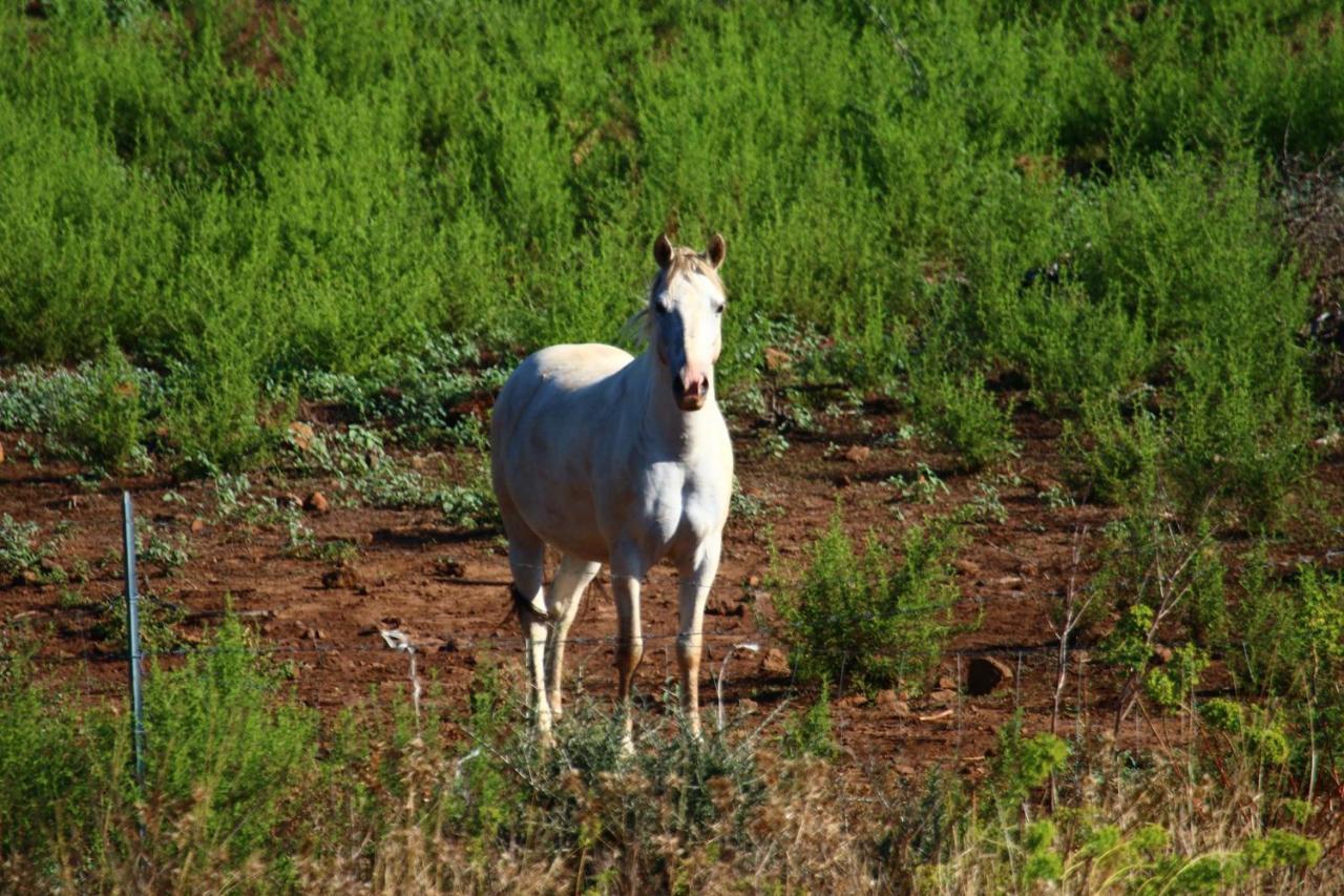 Su Saucu Villa Dorgali Bagian luar foto